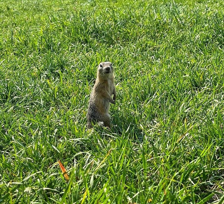 Татышев, 8Б и суслики