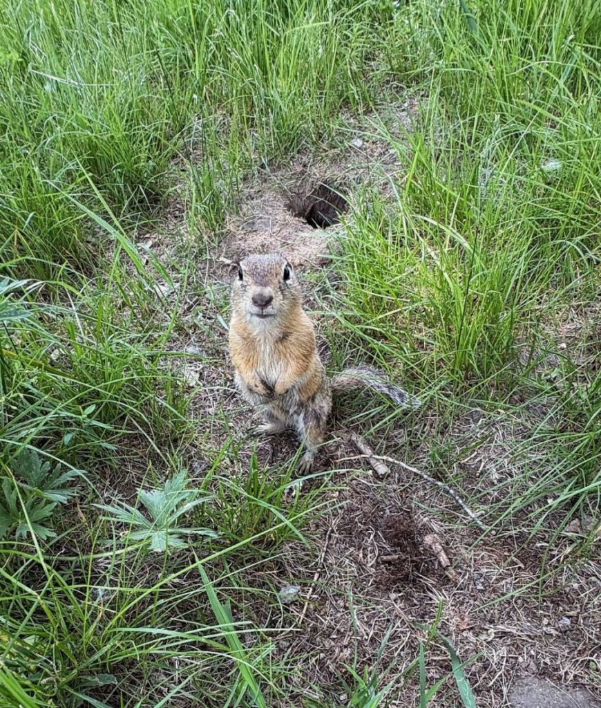 Татышев, 8Б и суслики